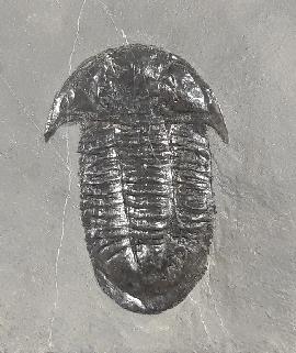 Trilobiten - Sonstige - Paraszechuanella cf. changleensis (PENG 1990)